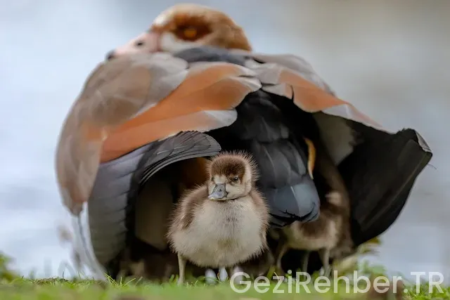 Kaz dağları gezi turu
