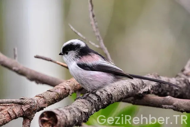 Kıbrıs gezi rehberi pdf