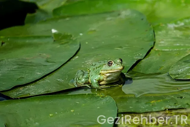 Kıbrıs ta gezi turları