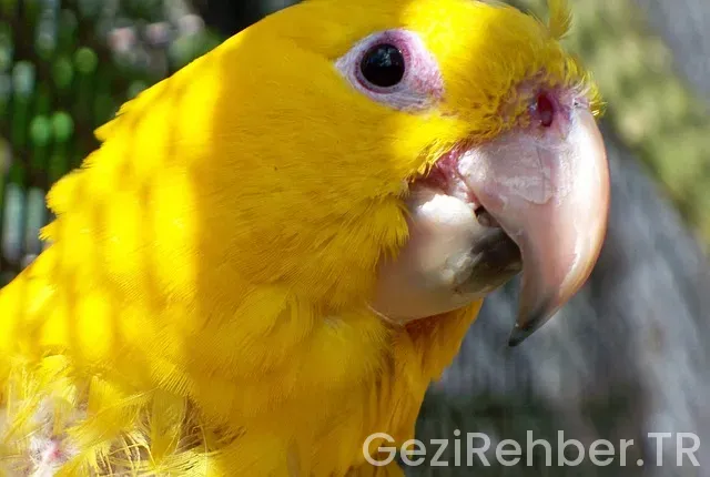 Kiribati nerede Kiribati nerede