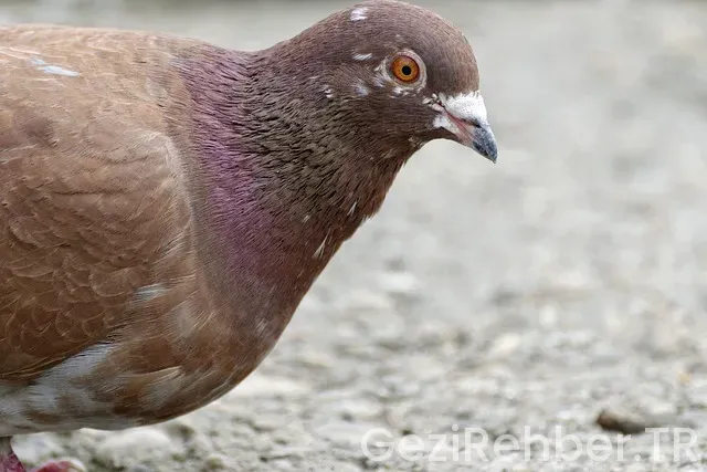 Kiribati nerede Kiribati nerede