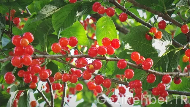 Kore ve türkiye arası saat farkı Kore ve türkiye arası saat farkı