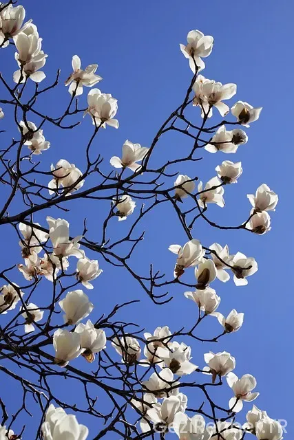 Kore ve türkiye arasındaki saat farkı