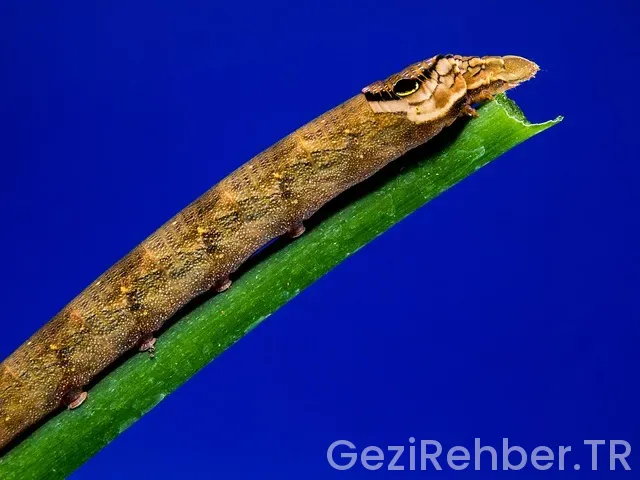 Kuveyt vatandaşı nasıl olunur