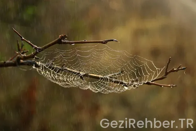 Kuveytte yaşam şartları Kuveytte yaşam şartları