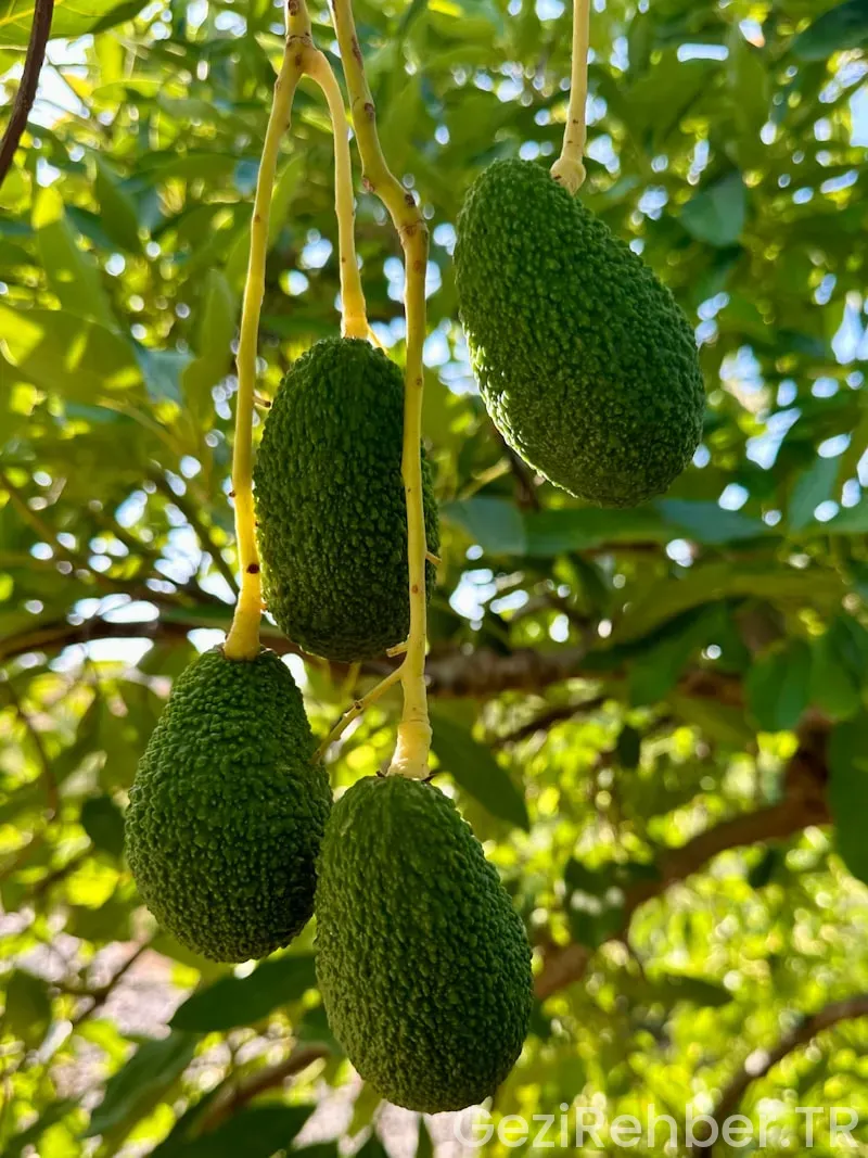 Malaga da nerede kalınır