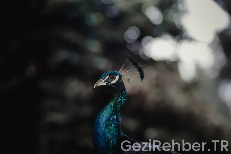 Mersin çıkışlı kıbrıs gezi turları