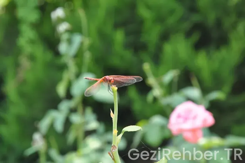 Mersin çıkışlı kıbrıs gezi turları