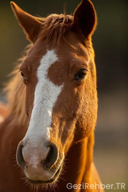 Midilli Adası gezi rehberi
