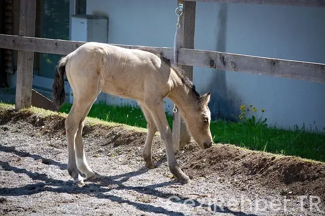 Midilli adası gezi rehberi