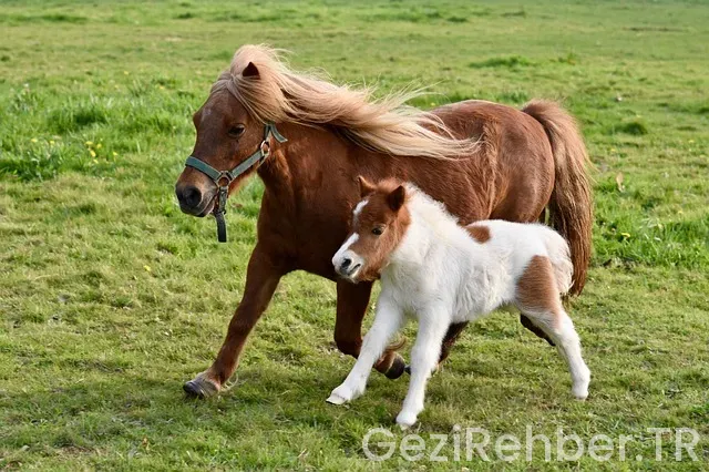 Midilli gezi rehberi Midilli gezi rehberi