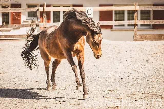 Midilli gezi rehberi Midilli gezi rehberi