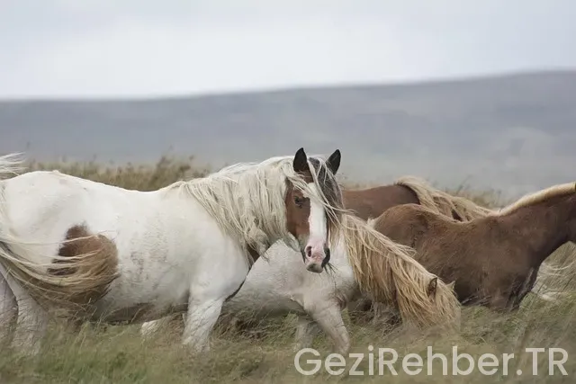 Midilli gezi rehberi Midilli gezi rehberi