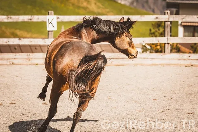 Midilli gezi rehberi Midilli gezi rehberi