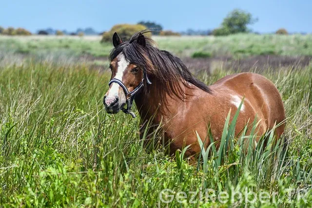 Midilli gezi rehberi Midilli gezi rehberi