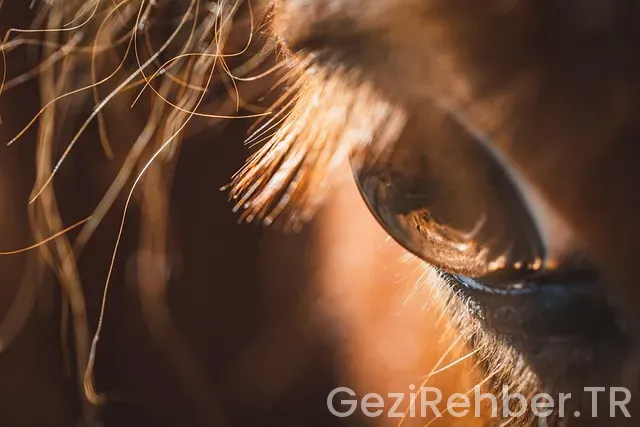 Midilli gezi rotası Midilli gezi rotası