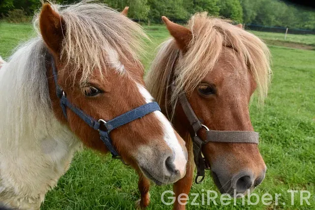 Midilli gezi rotası Midilli gezi rotası