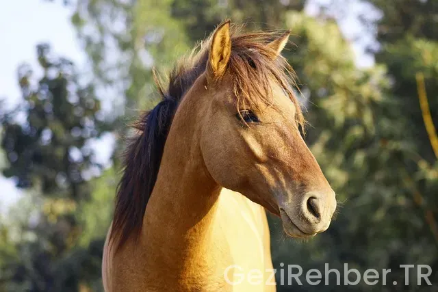 Midilli gezi rotası Midilli gezi rotası