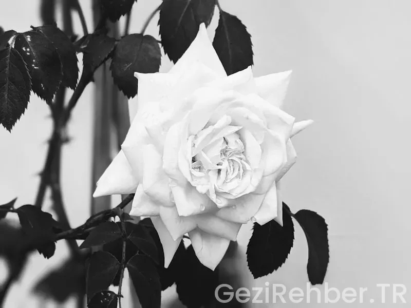 Milano nerede kalınır