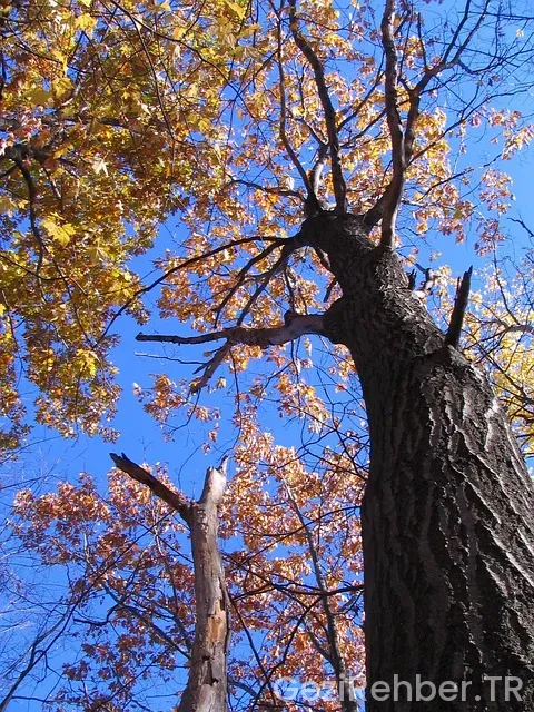 Montreal gezi rehberi