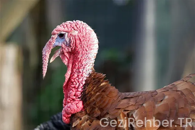 Newyork türkiye arası saat farkı Newyork türkiye arası saat farkı