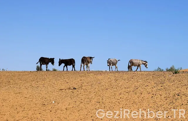 Özbekistan gezi turları