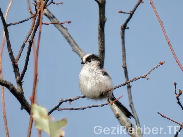 Podgorica gezi rehberi