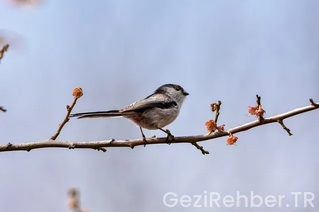 Podgorica gezi rehberi