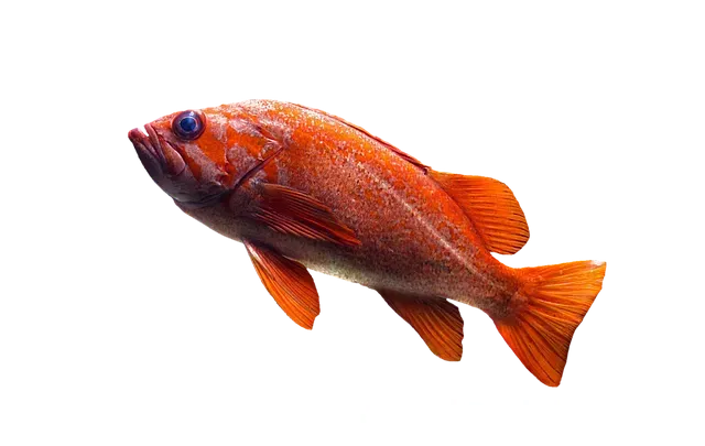 Portekiz morina balığı