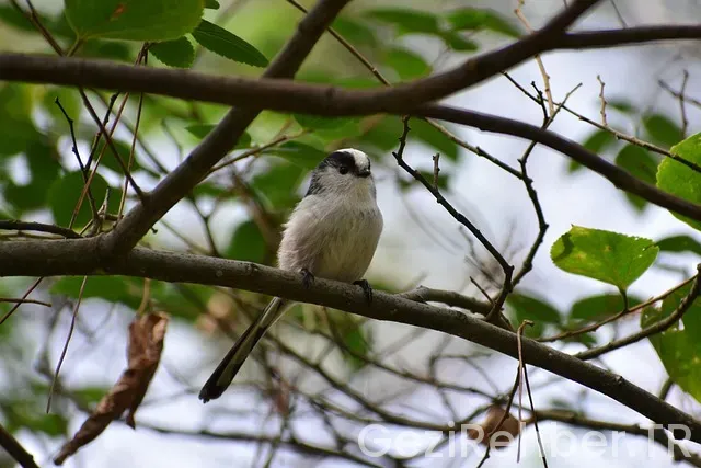 Positano gezi rehberi Positano gezi rehberi