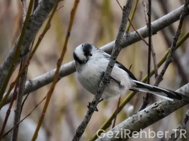 Rovaniemi gezi rehberi