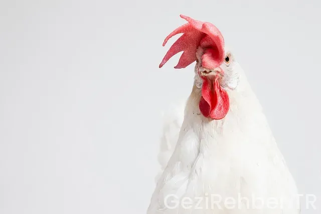 Rusya gezi turları