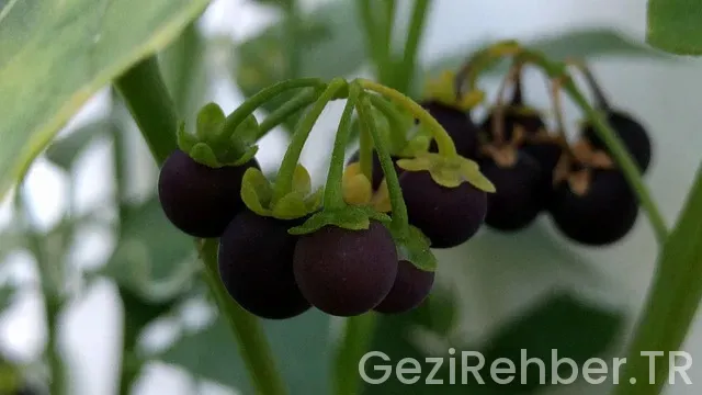 Seul gezi turları