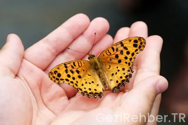 Sharm el sheikh gezi