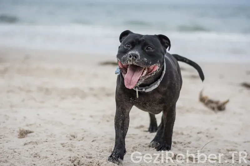 Soğuk ve yağışlı kasım sabahı yola çıktık hikayenin devamını