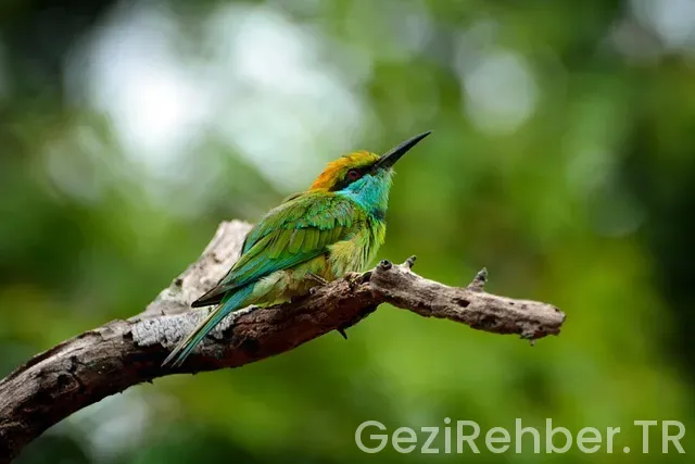 Sri lanka gezi Sri lanka gezi