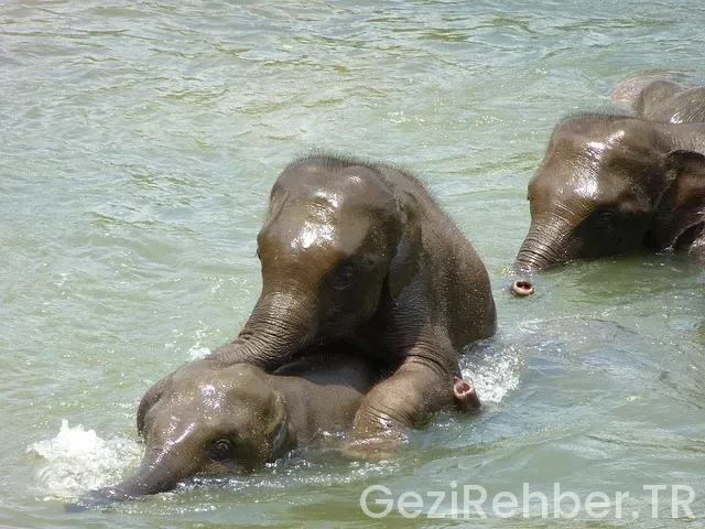 Sri lanka gezi Sri lanka gezi