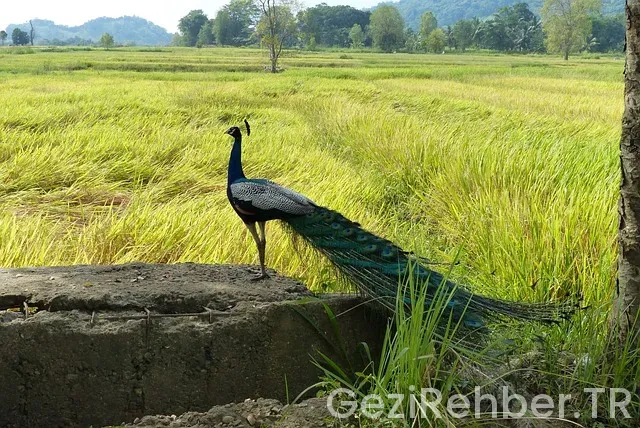 Sri lanka gezi Sri lanka gezi