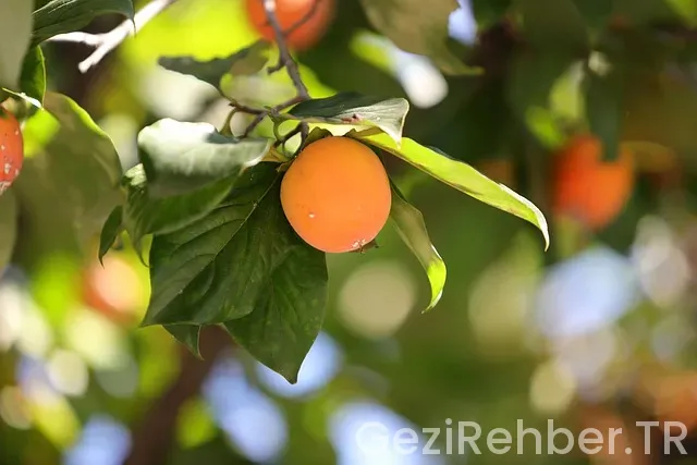 Trabzon gezi turları