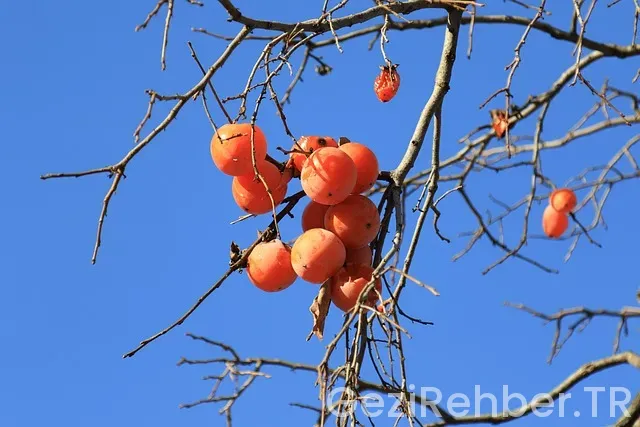 Trabzon gezi turları