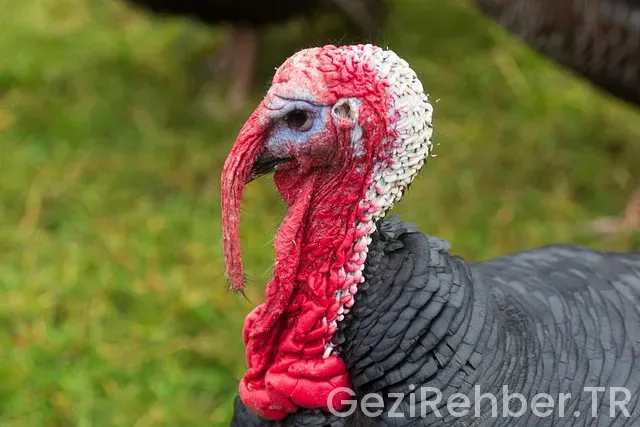 Türkiye almanya yerel saat farkı