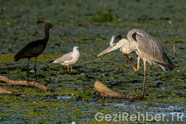 Urfa mardin gezi turları