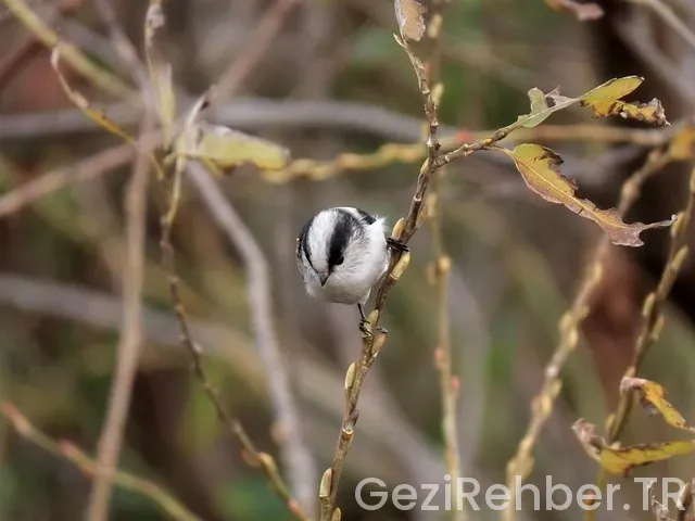 Üsküp gezi rehberi