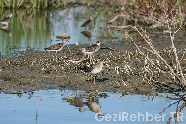 Vizesiz gezi turları