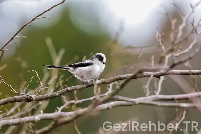 Zakintos gezi rehberi