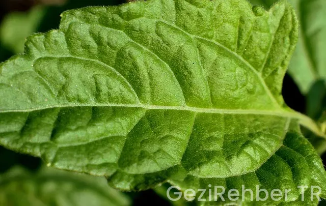 800 km uçakla kaç saat