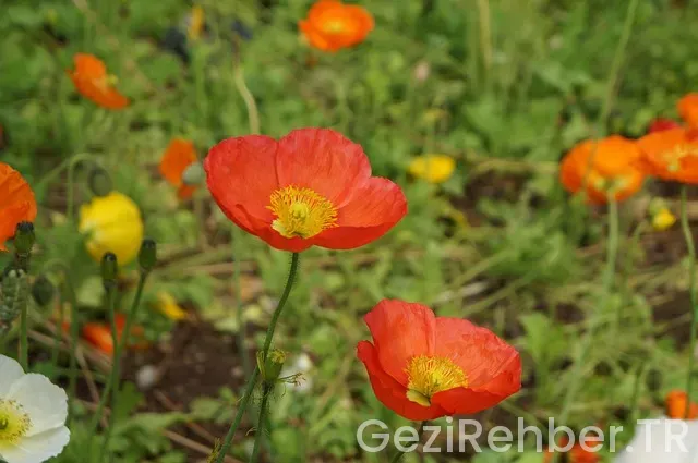 Adana kamp yerleri Adana kamp yerleri