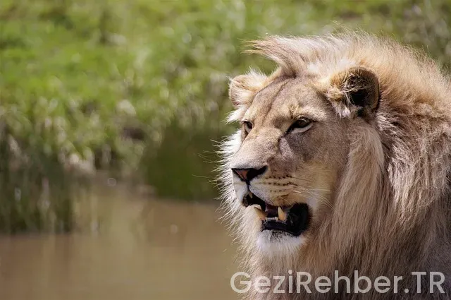 Afrika Gezi Rehberi