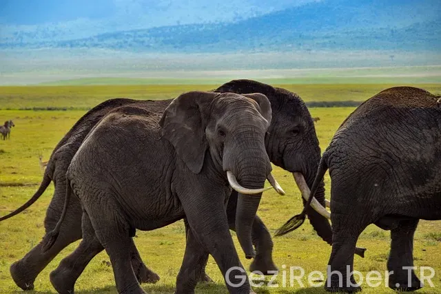 Afrika Gezi Turu