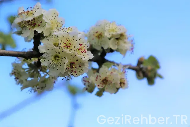 Ahlat Gezilecek Yerler